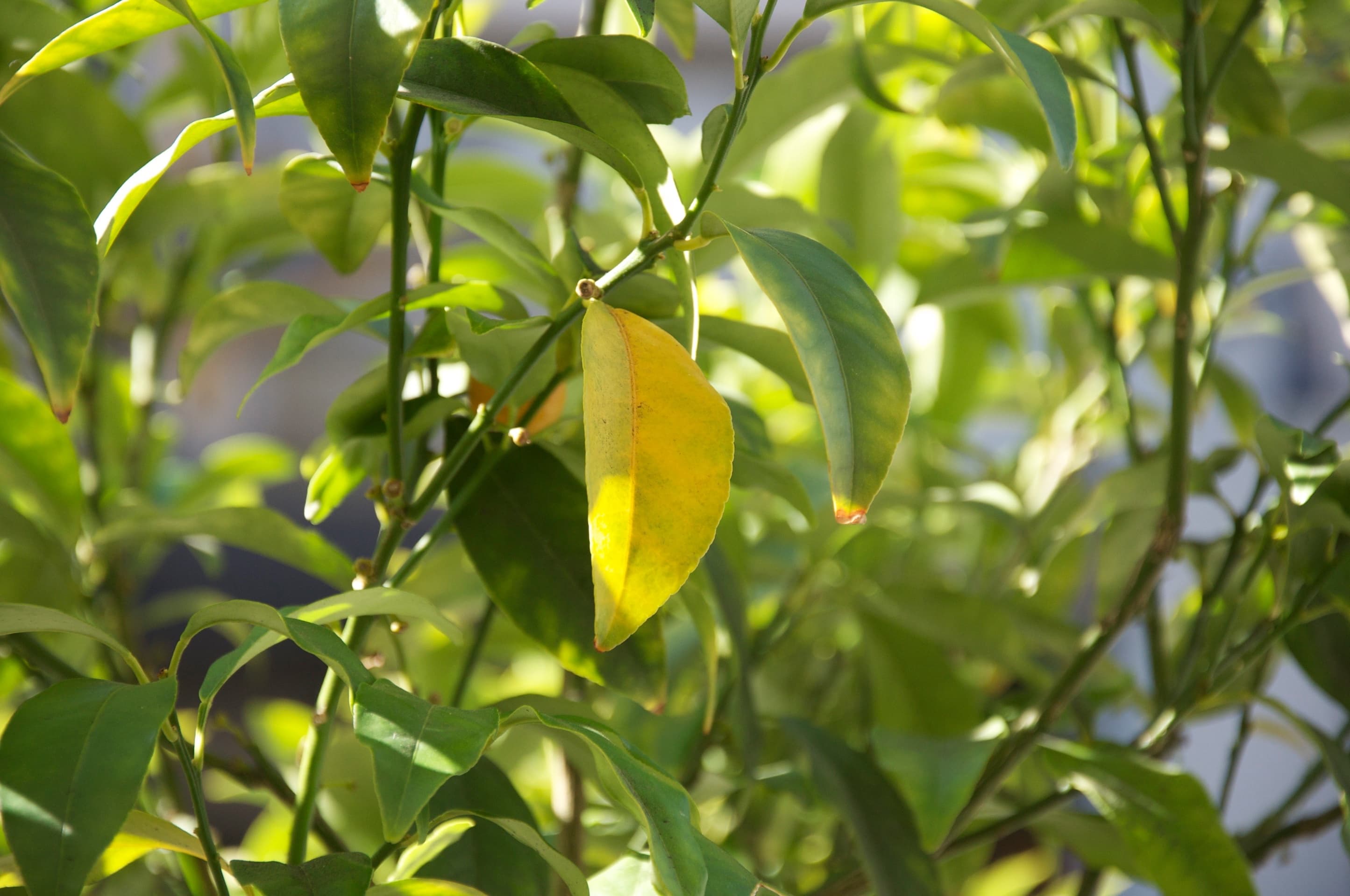 Velvet Lip Kit